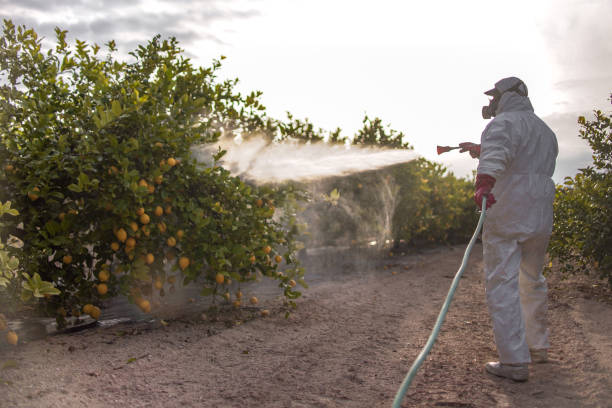 Best Flea Control Services  in Hamshire, TX