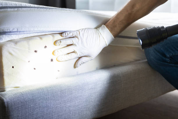 Best Pest Control Near Me  in Hamshire, TX